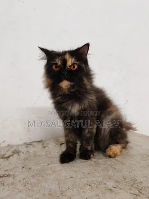 1+ Year Female Purebred Persian