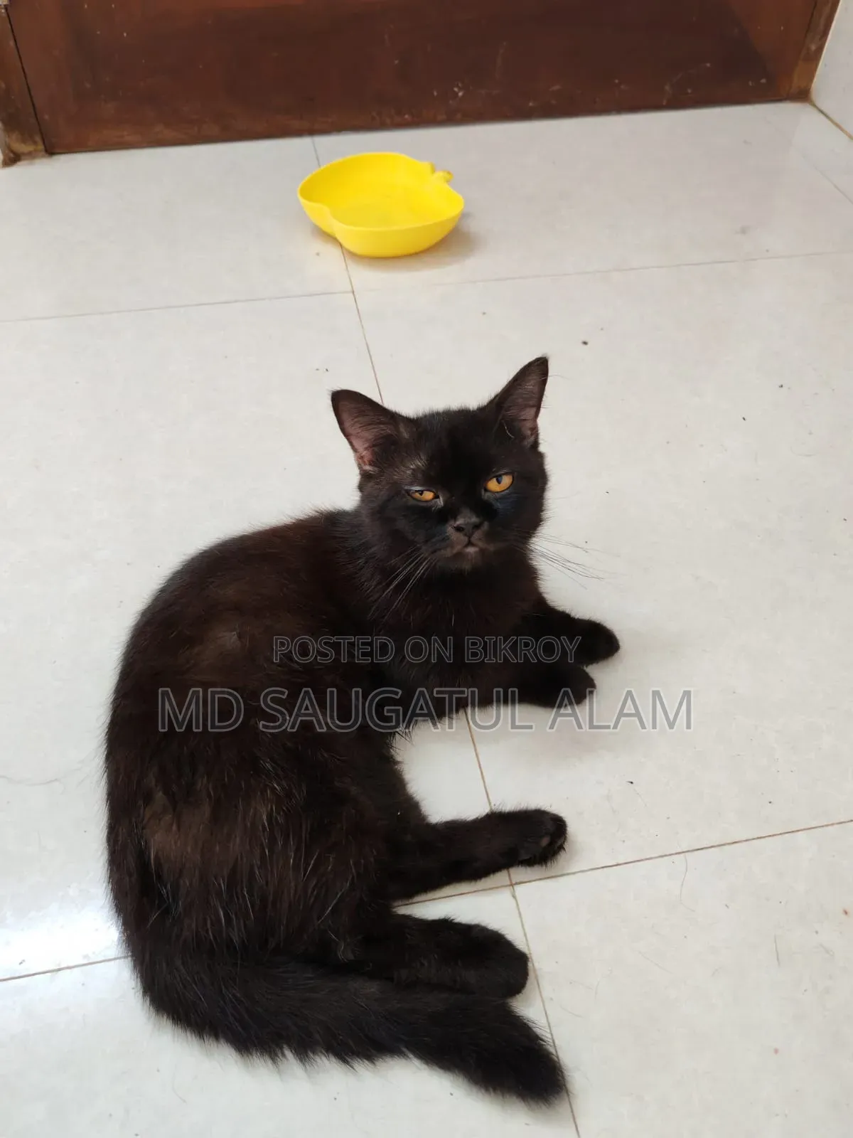 1+ Year Female Purebred Persian