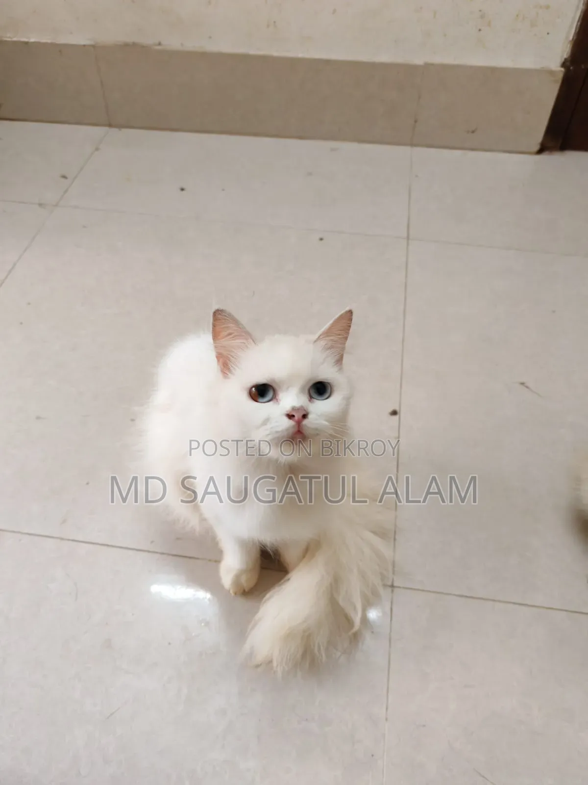 1+ Year Female Purebred Persian