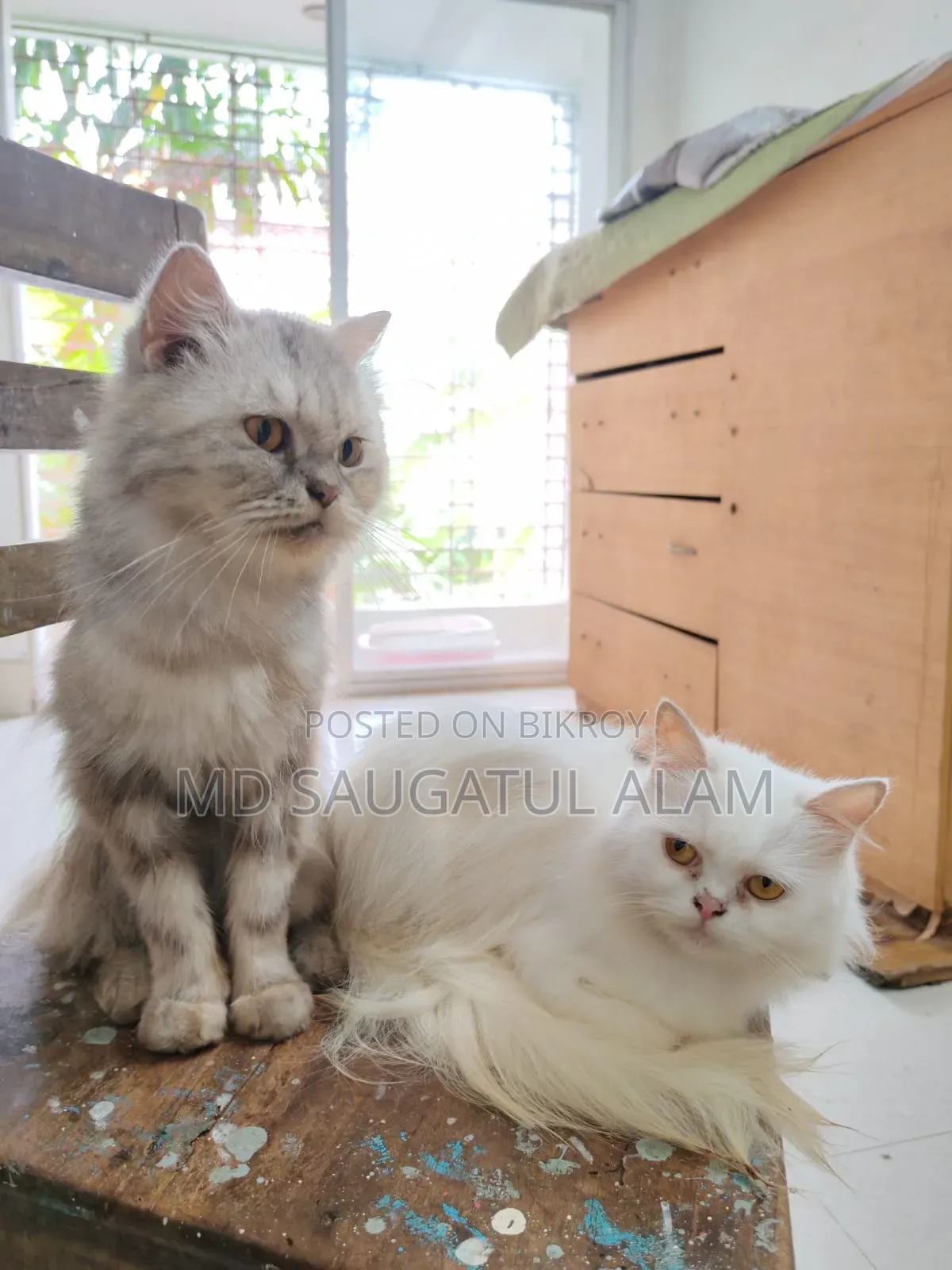 1+ Year Female Purebred Persian