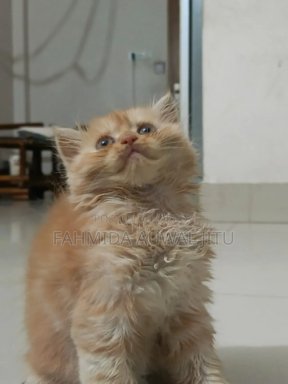 3-6 months Male Purebred Persian