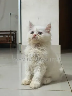 3-6 months Male Purebred Persian