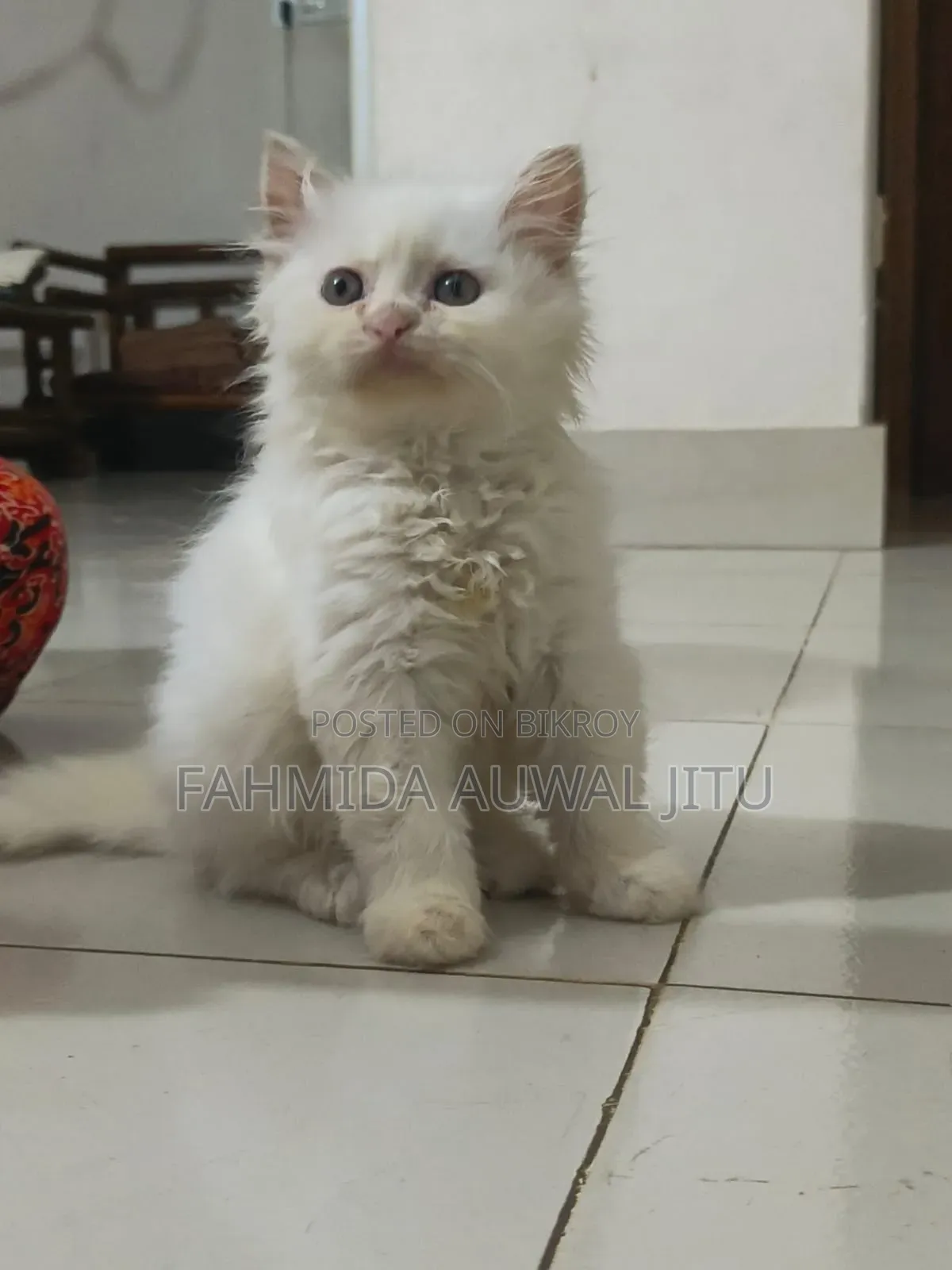 3-6 months Male Purebred Persian
