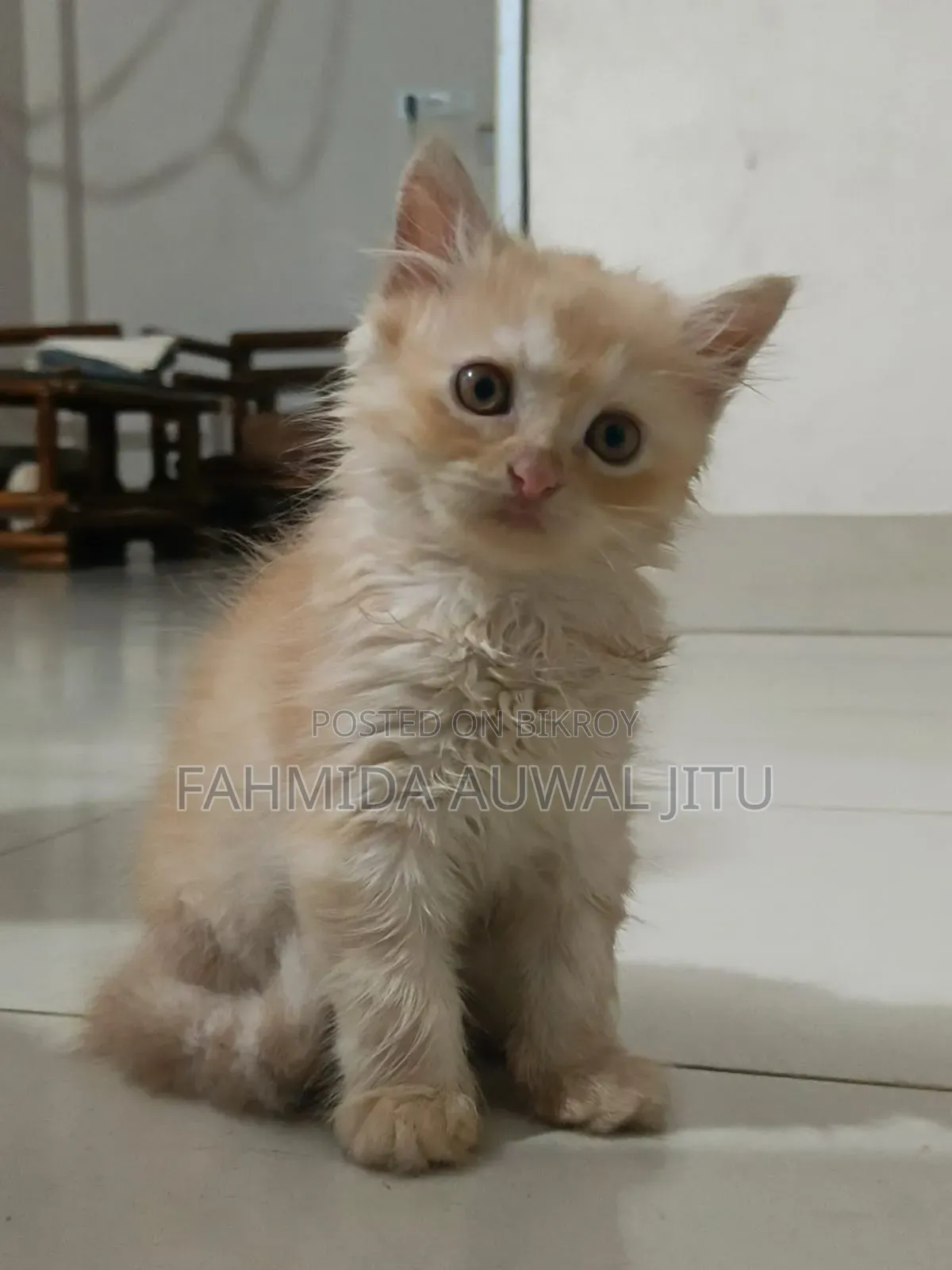 3-6 months Male Purebred Persian