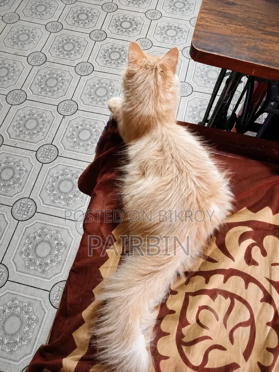 3-6 Months Male Mixed Breed Exotic