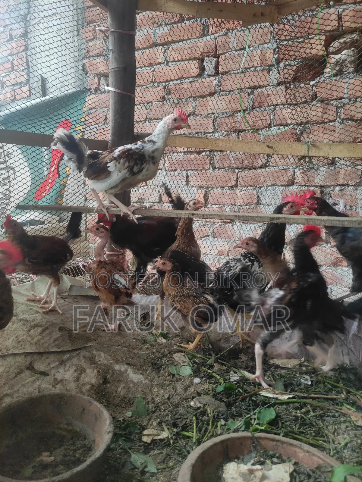 Original Desi Roosters and Hens