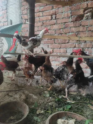 Original Desi Roosters and Hens
