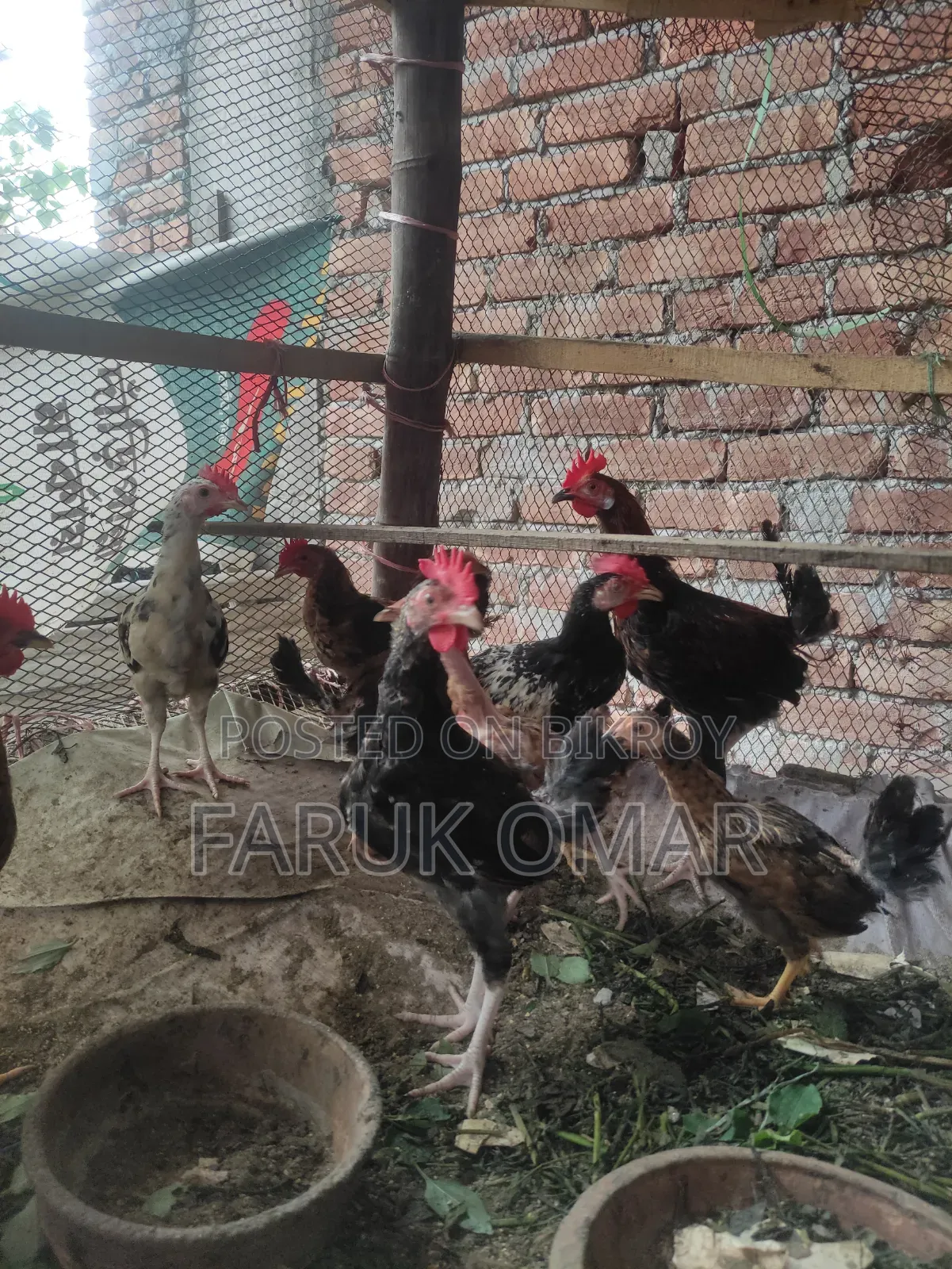 Original Desi Roosters and Hens
