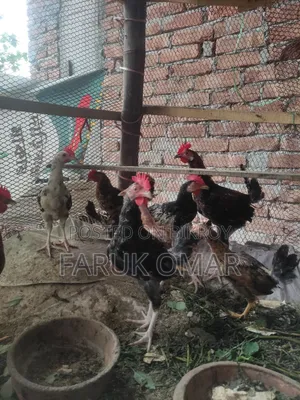 Original Desi Roosters and Hens