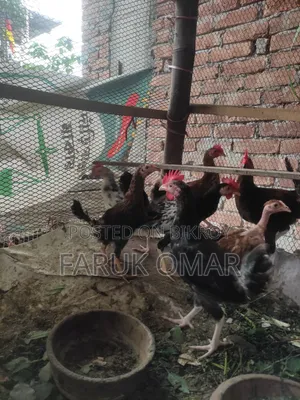 Original Desi Roosters and Hens