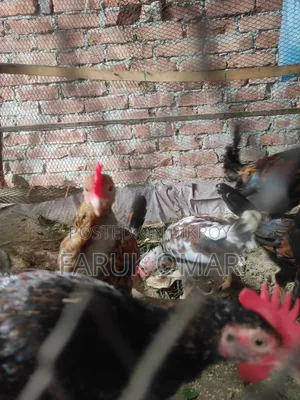 Original Desi Roosters and Hens