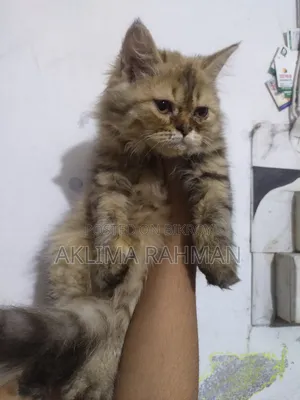1-3 Months Female Purebred Persian
