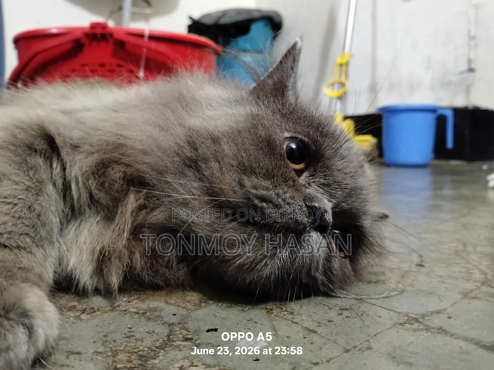 3-6 Months Male Purebred Persian