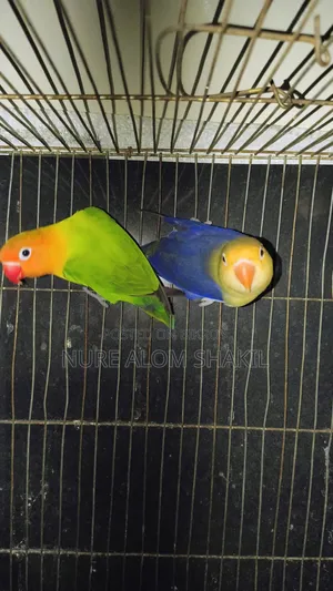 Love Bird Running Paired