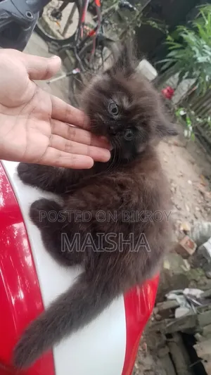 1-3 Months Female Purebred Persian