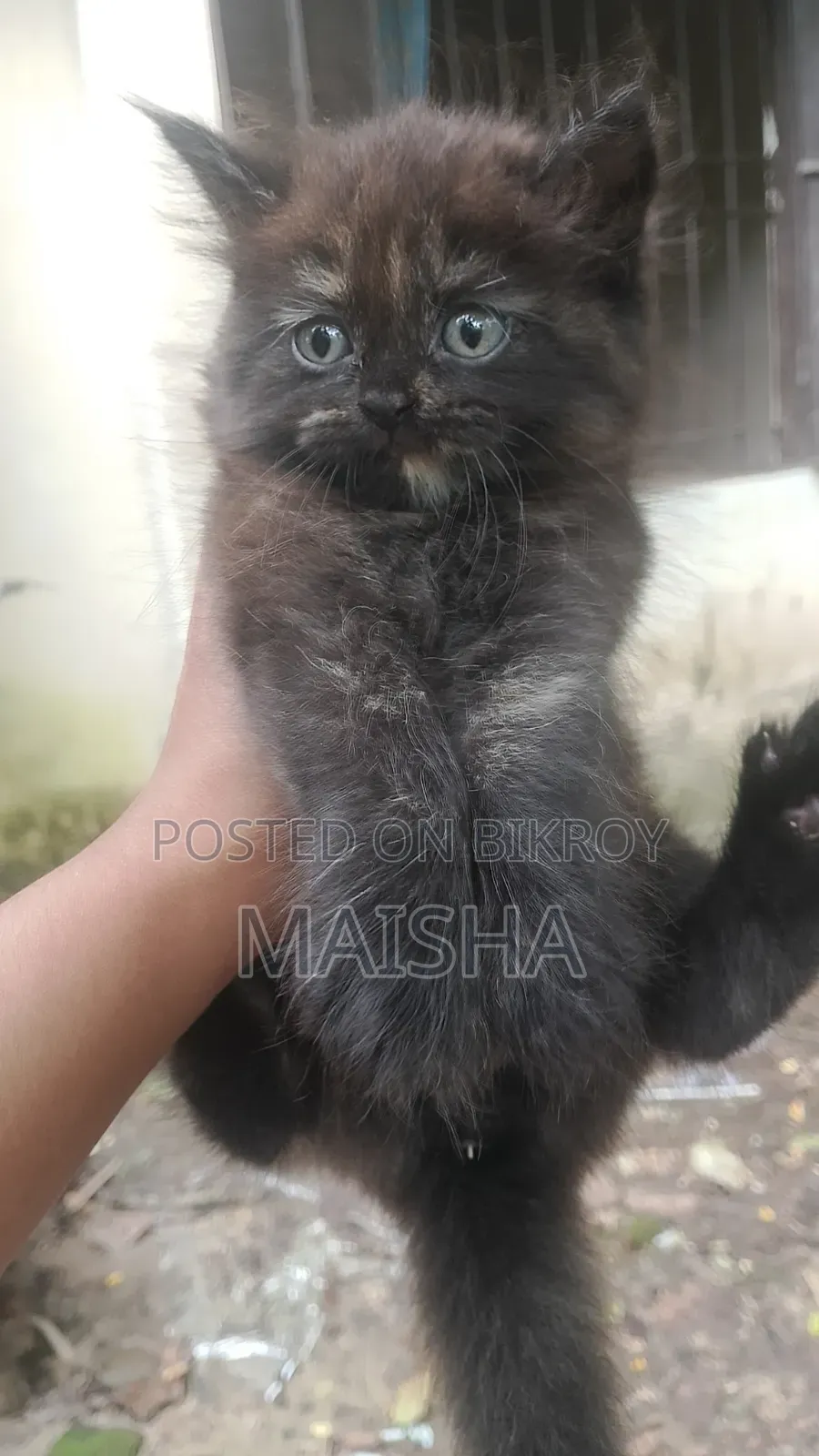 1-3 Months Female Purebred Persian
