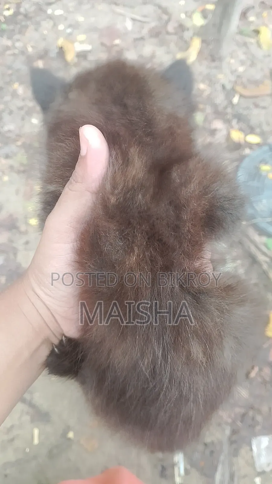 1-3 Months Female Purebred Persian