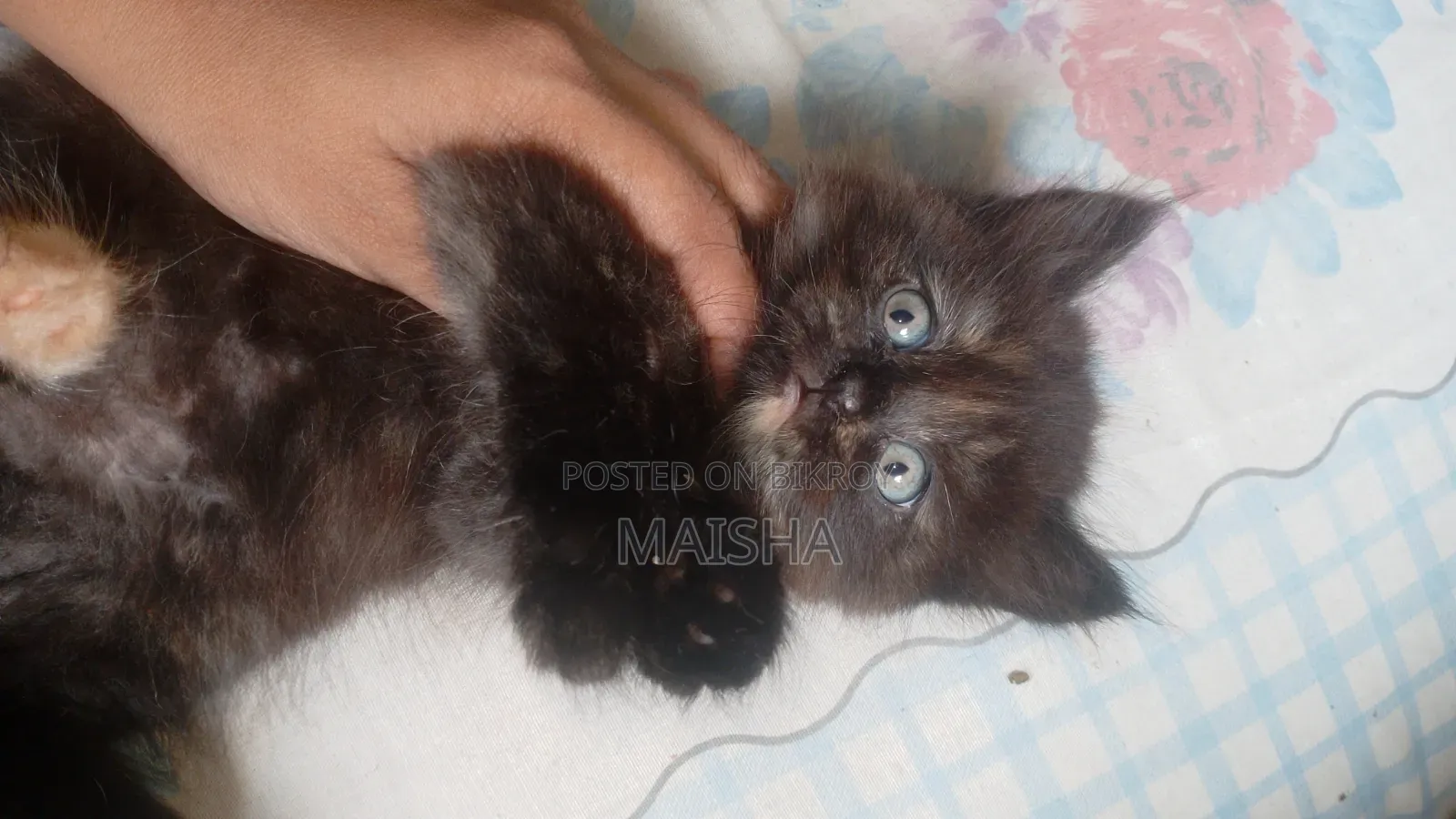 1-3 Months Female Purebred Persian