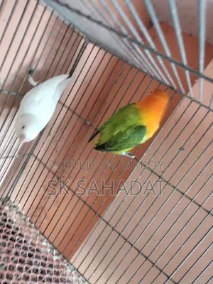 লাভবার্ড পাখি