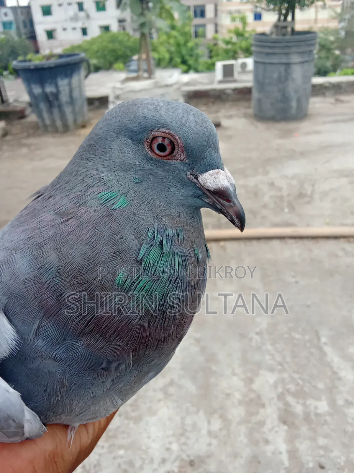 Racer Pigeon Sale
