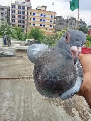Racer Pigeon Sale