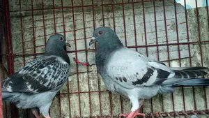 Racer Pigeon Sale