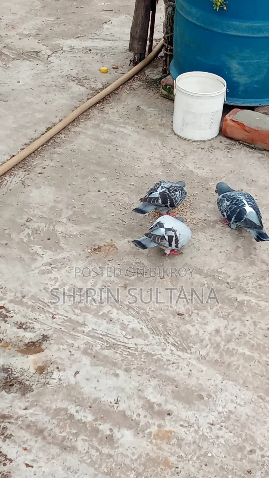 Racer Pigeon Sale