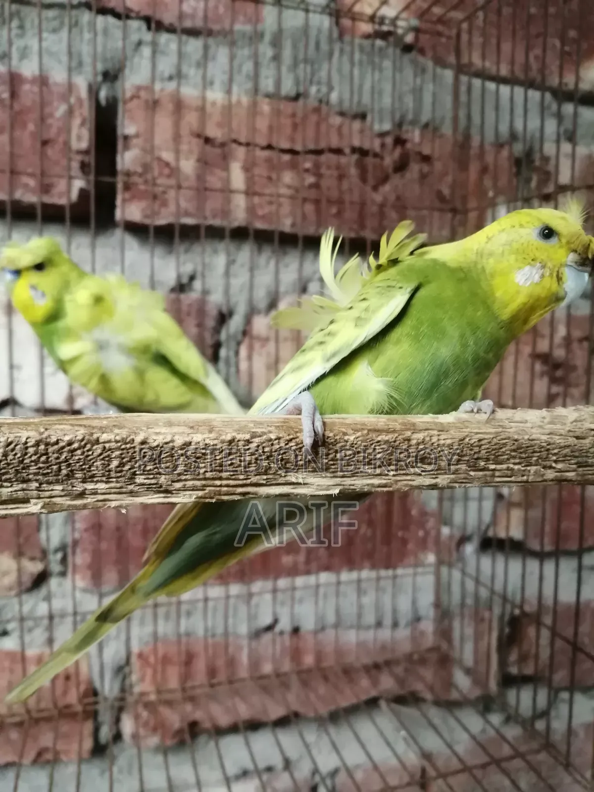 জেপি পেয়ার