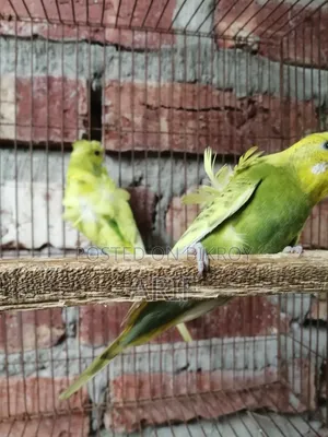 জেপি পেয়ার