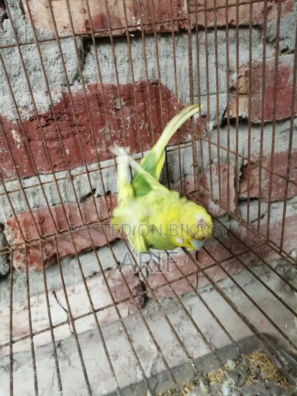 জেপি পেয়ার