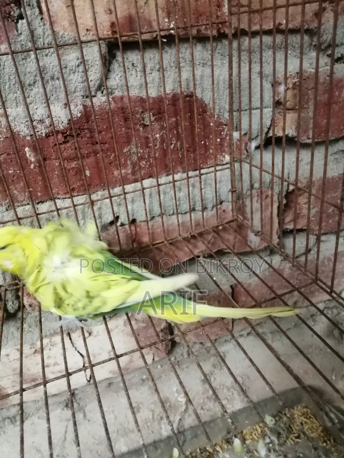 জেপি পেয়ার