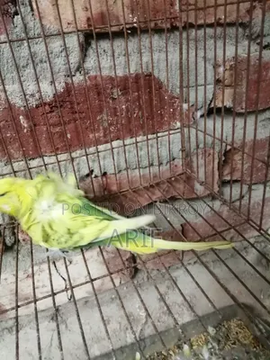 জেপি পেয়ার