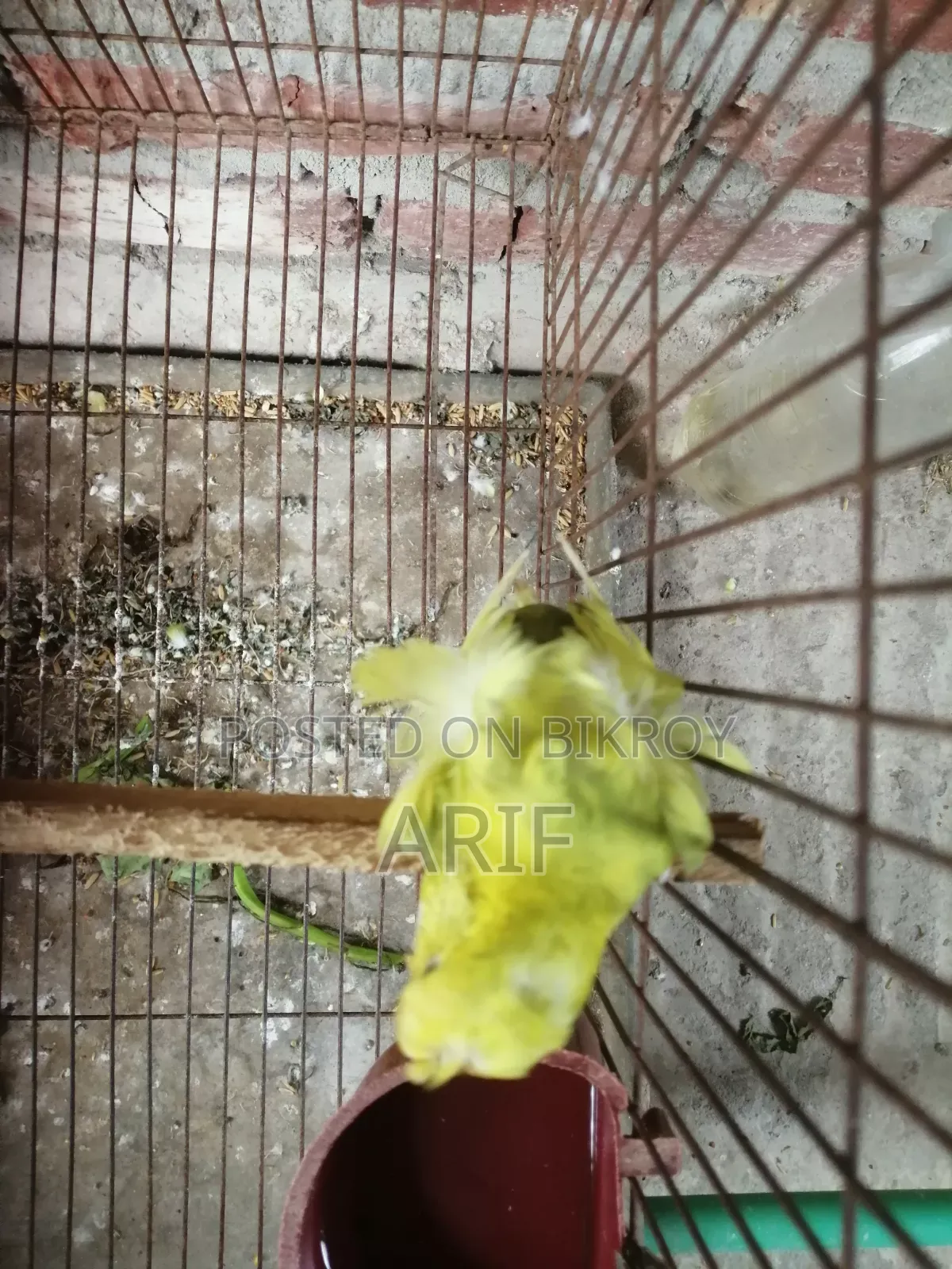 জেপি পেয়ার