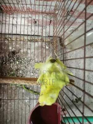 জেপি পেয়ার