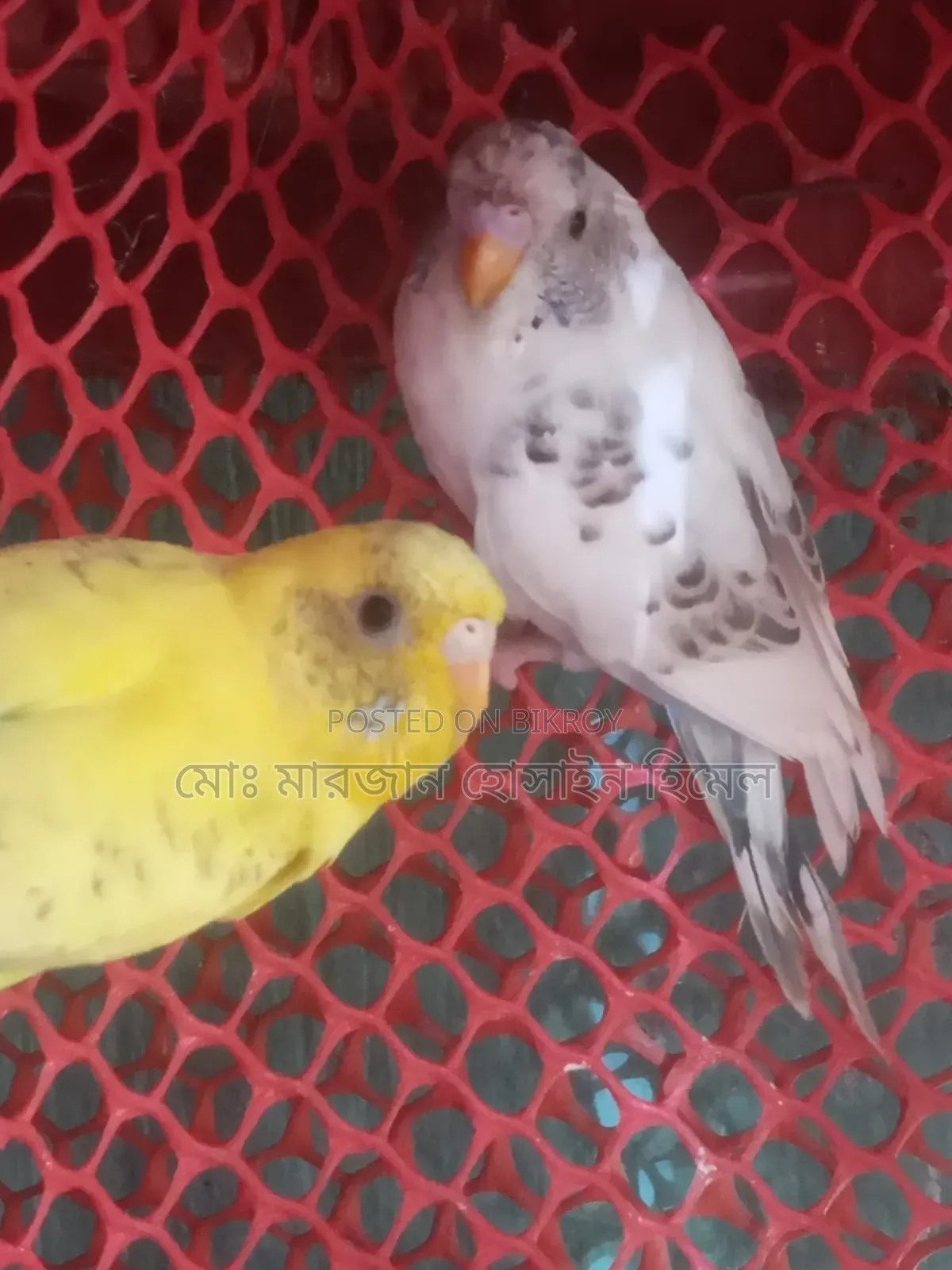Running Diamond Dove and Budgerigar