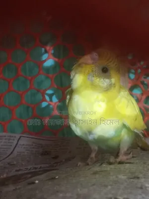 Running Diamond Dove and Budgerigar