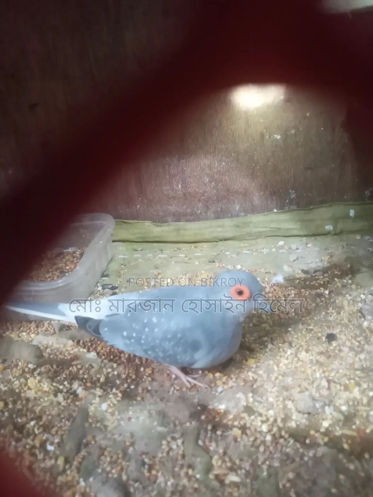 Running Diamond Dove and Budgerigar