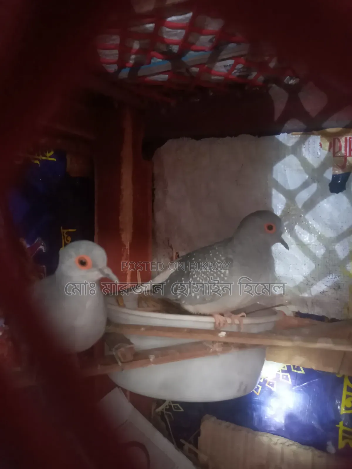 Running Diamond Dove and Budgerigar