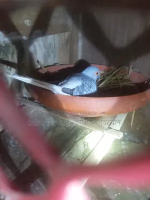 Running Diamond Dove and Budgerigar