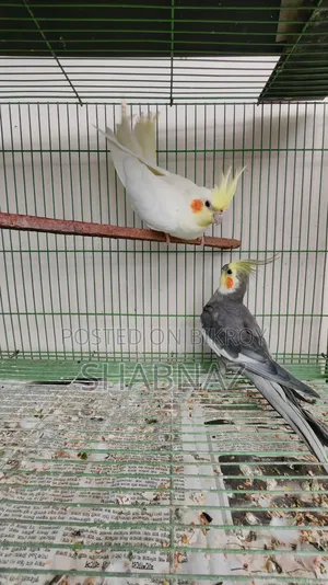 ককটেল ব্রিডিং জোড়া