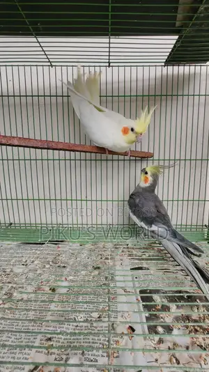 Cockatiel Breeding Pair