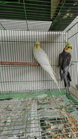 ককটেল ব্রিডিং জোড়া