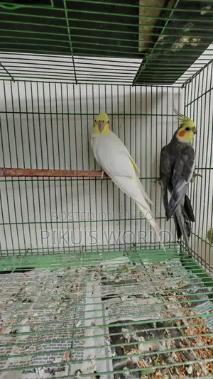 Cockatiel Breeding Pair