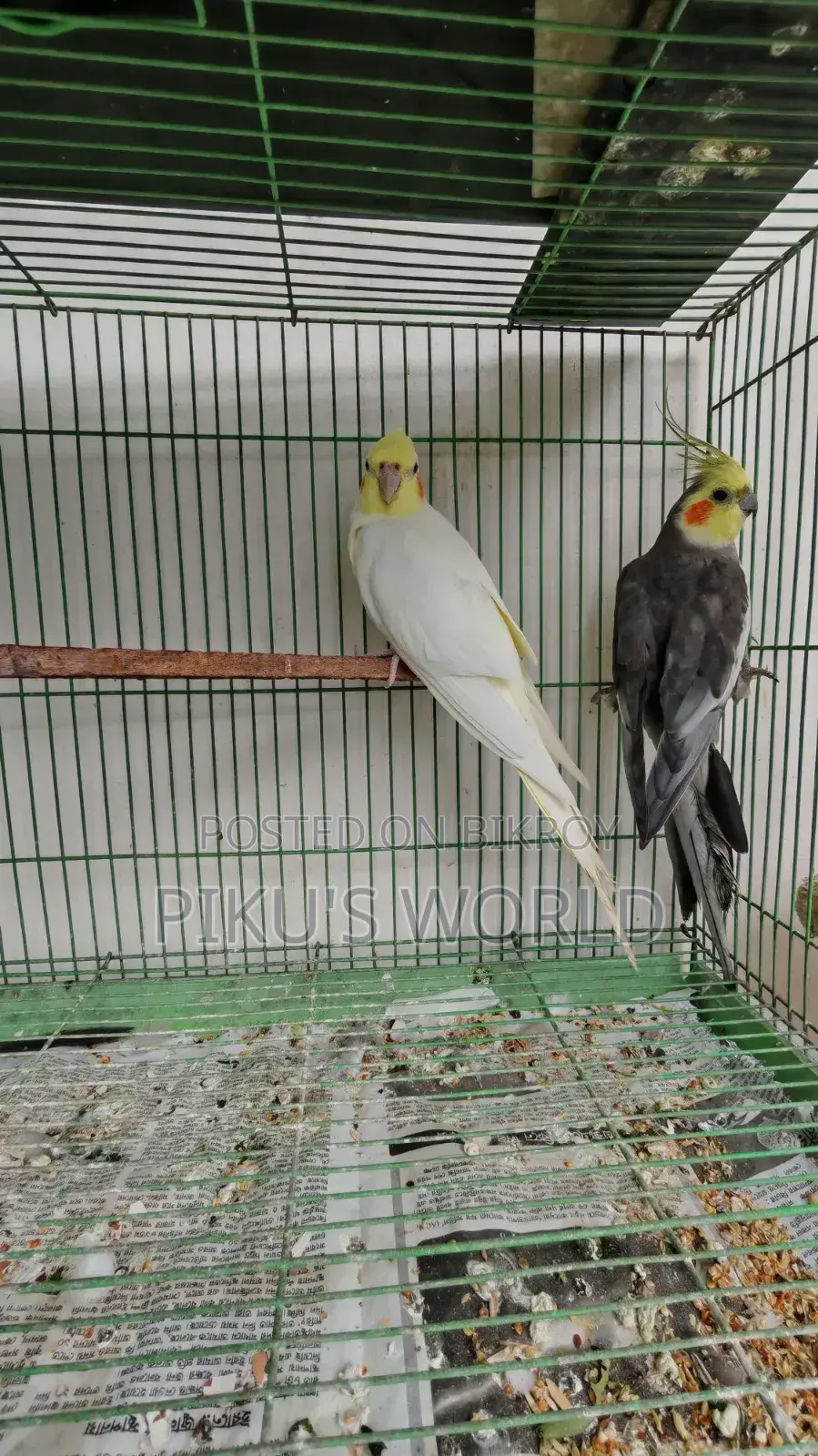 Cockatiel Breeding Pair