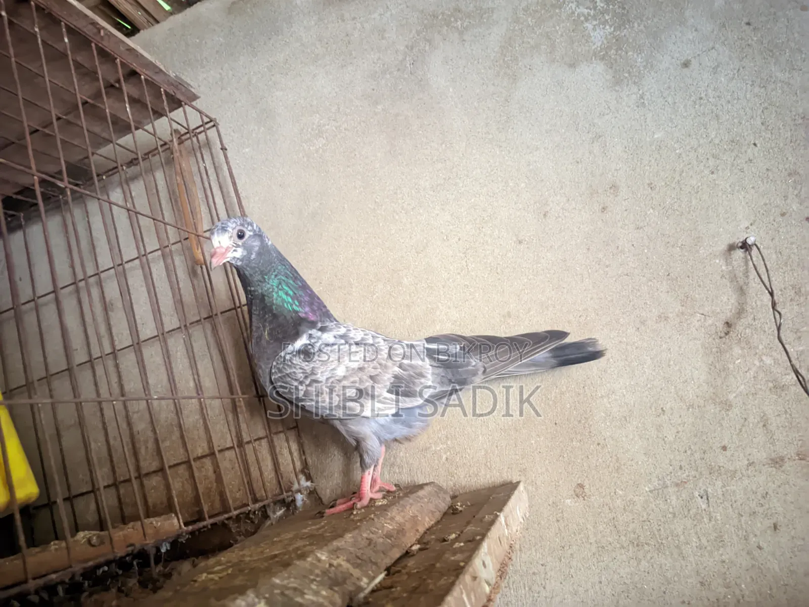 গিরিবাজ কবুতরের বাচ্চা