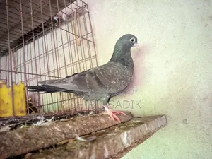 গিরিবাজ কবুতরের বাচ্চা