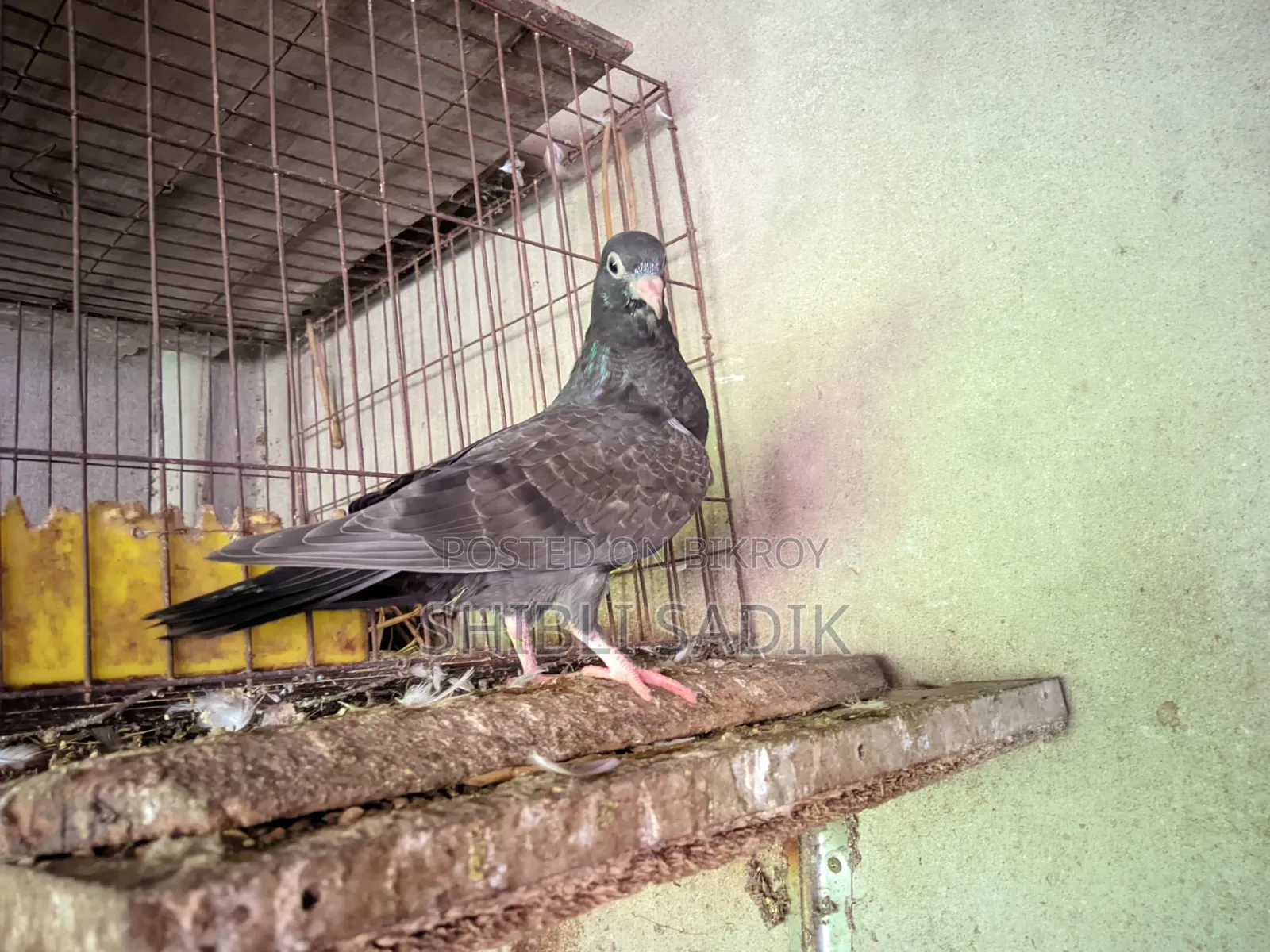 গিরিবাজ কবুতরের বাচ্চা
