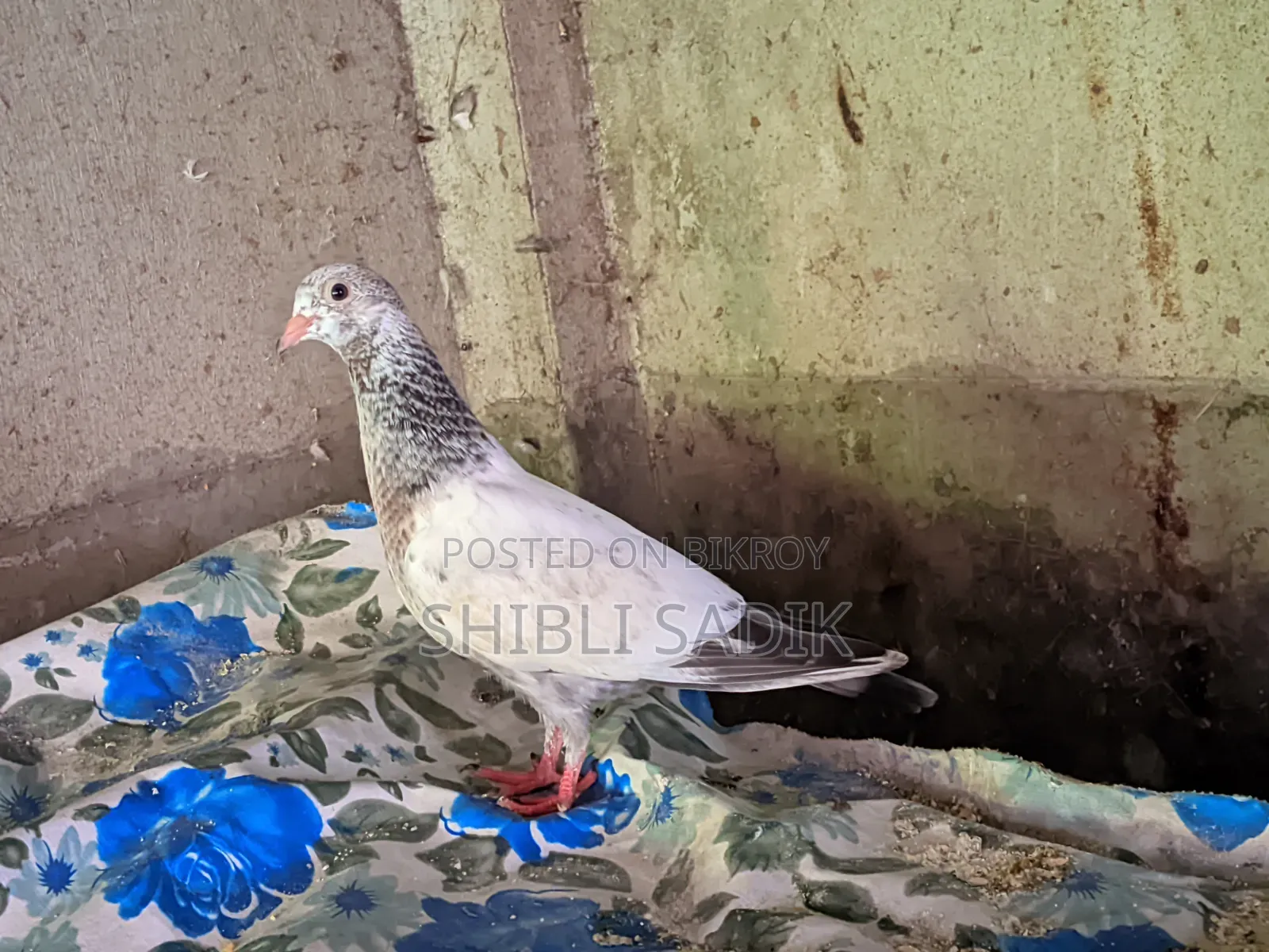 গিরিবাজ কবুতরের বাচ্চা
