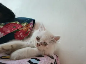 1-3 Months Female Purebred Persian