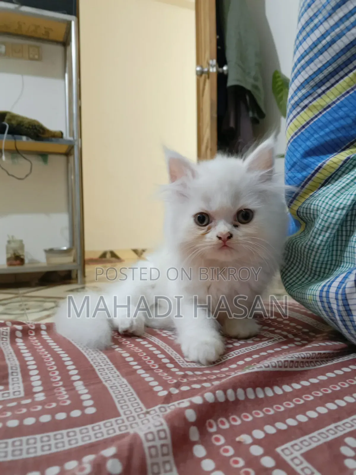 1-3 Months Female Purebred Persian